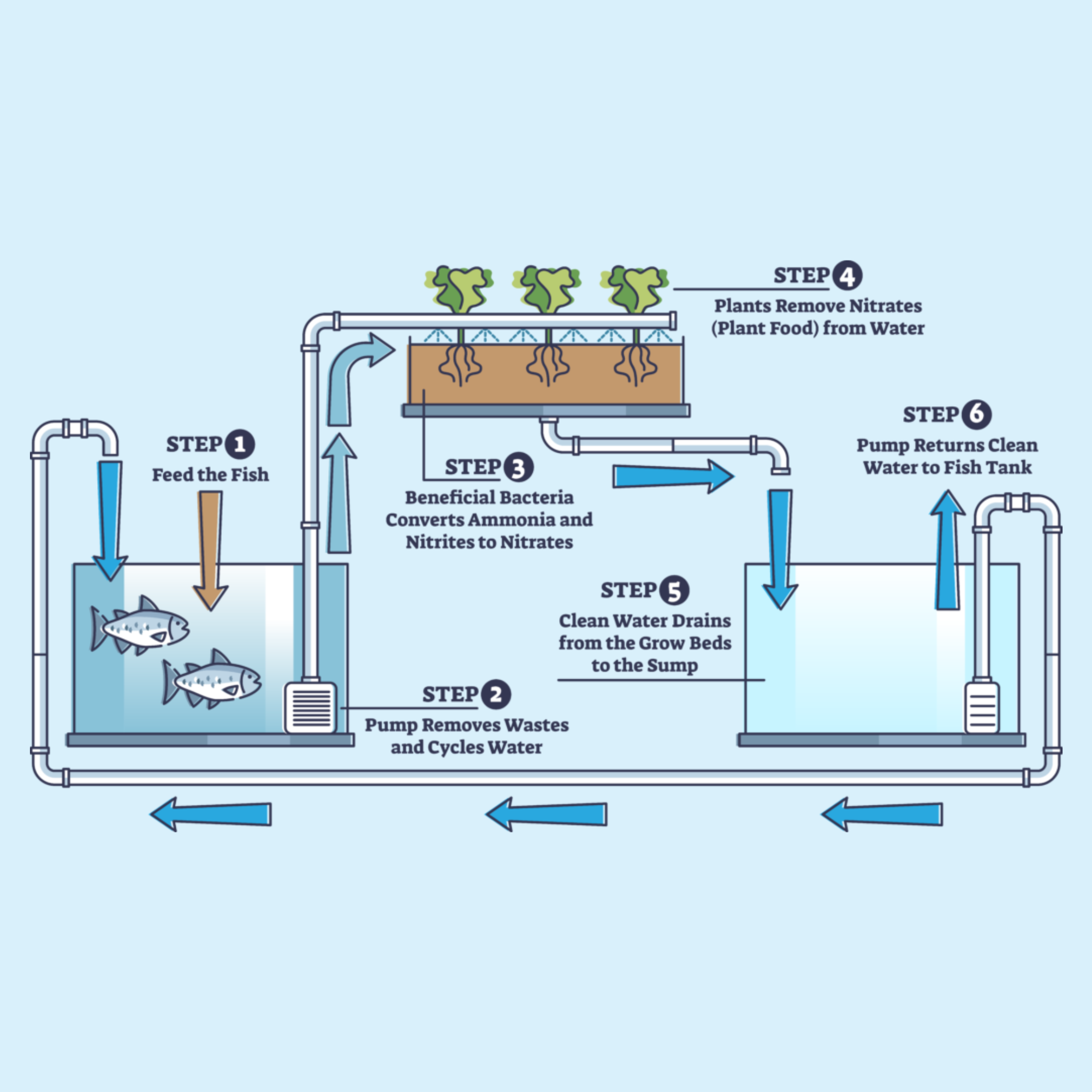 Components of Aquaponics